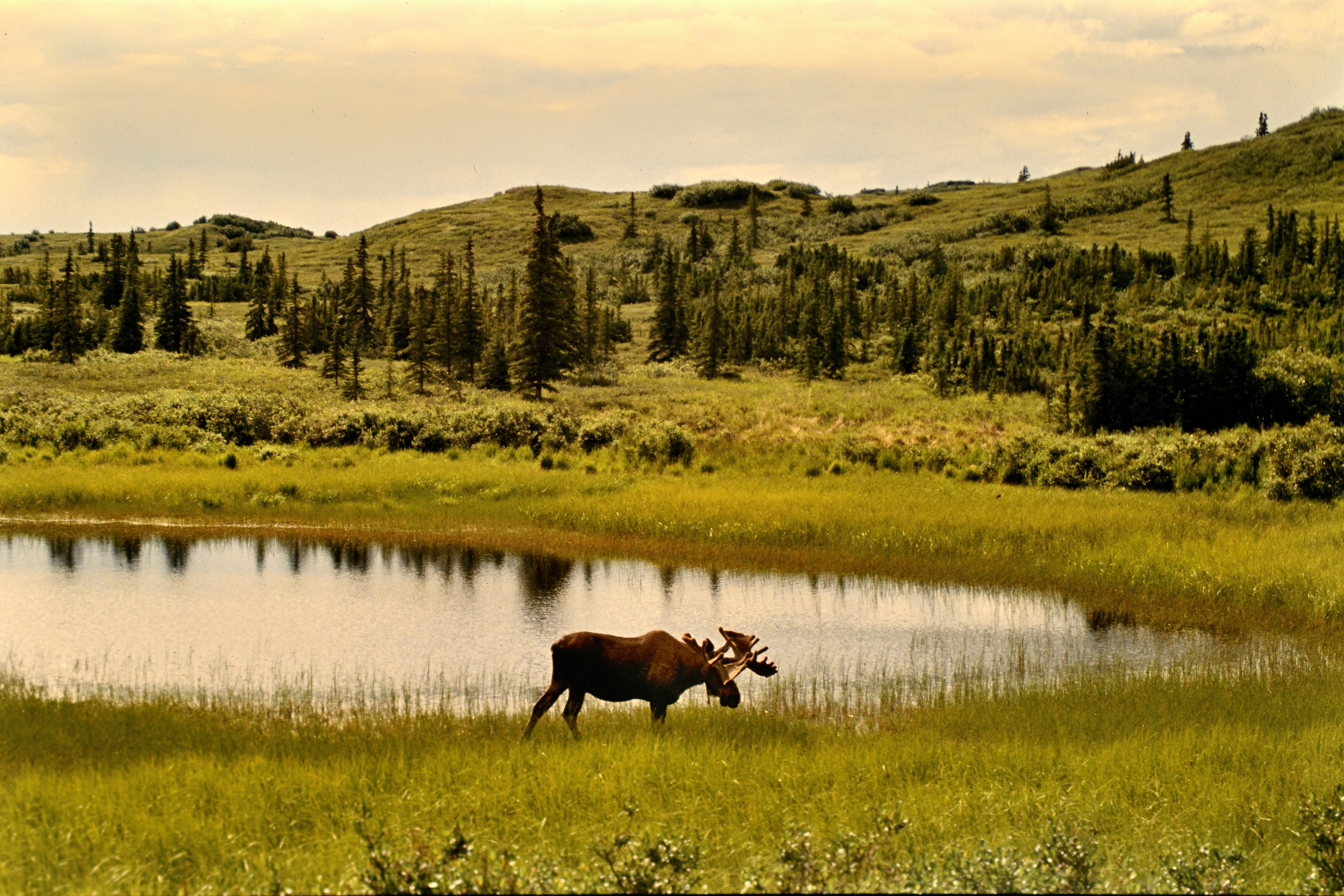 Elch Bulle im Denali National Park