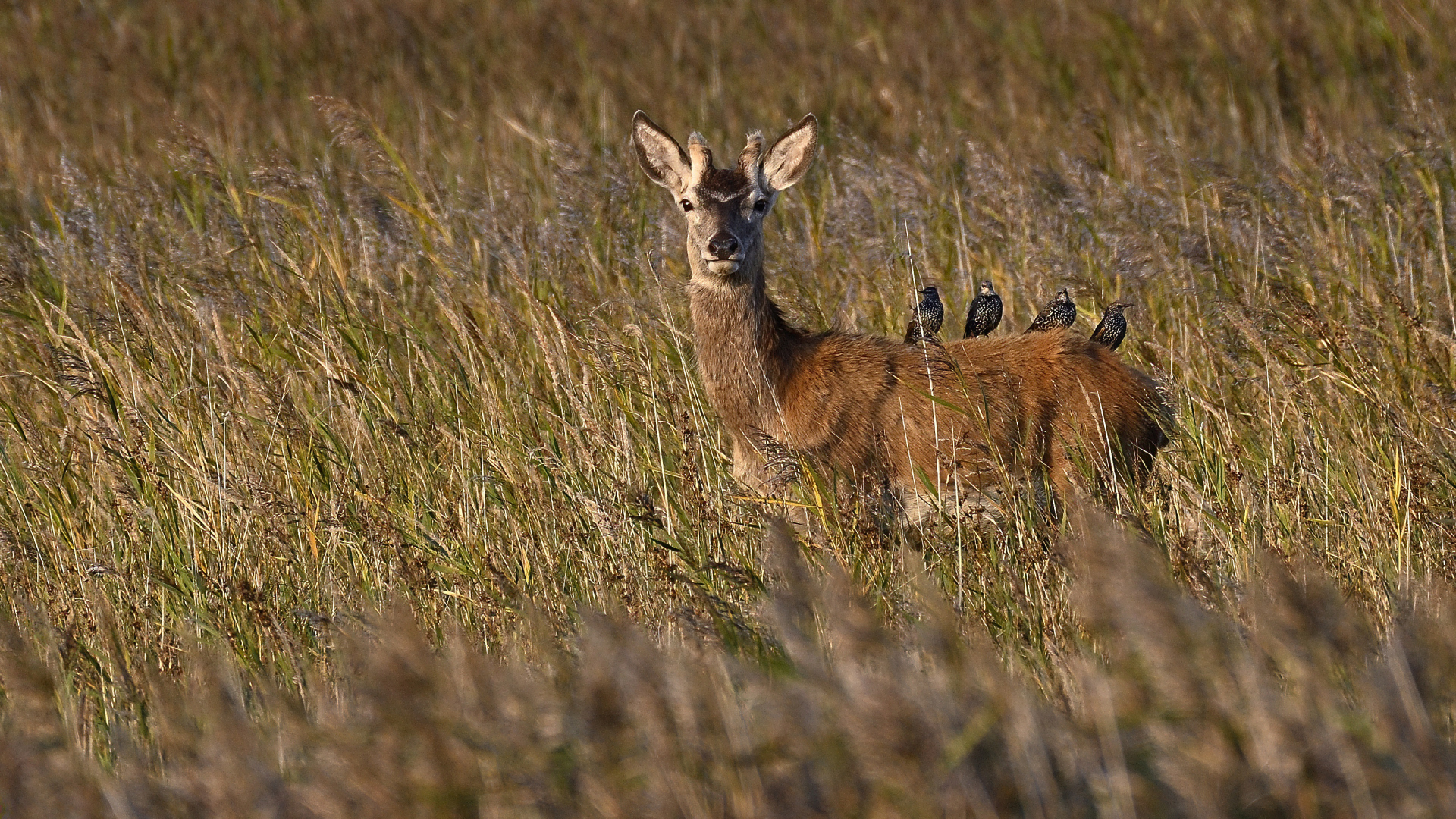 Hirsch am Darß