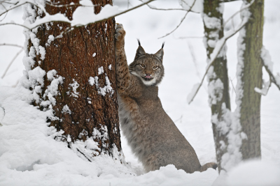 Luchs