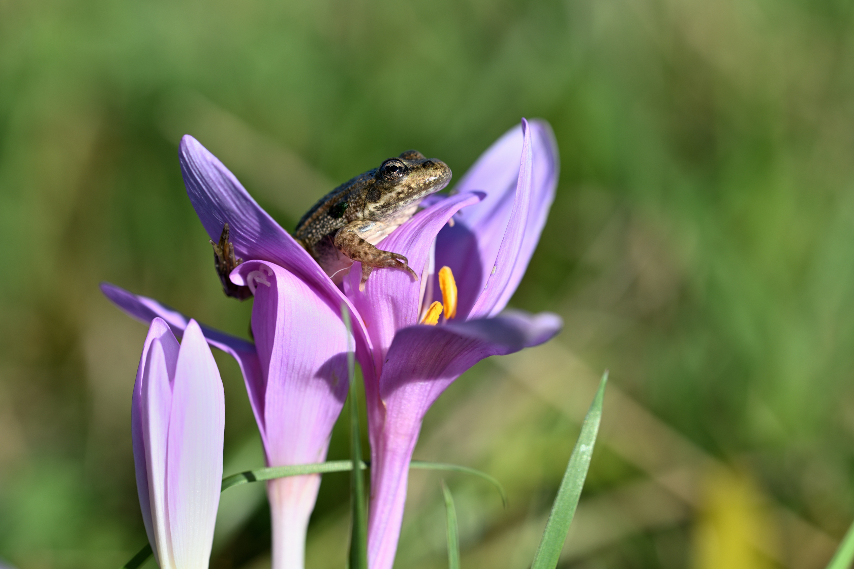 Frosch