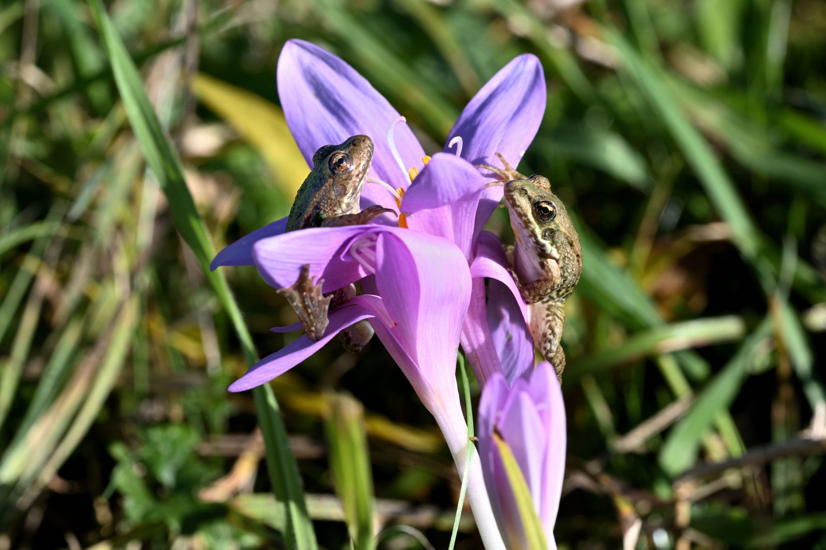 Frosch