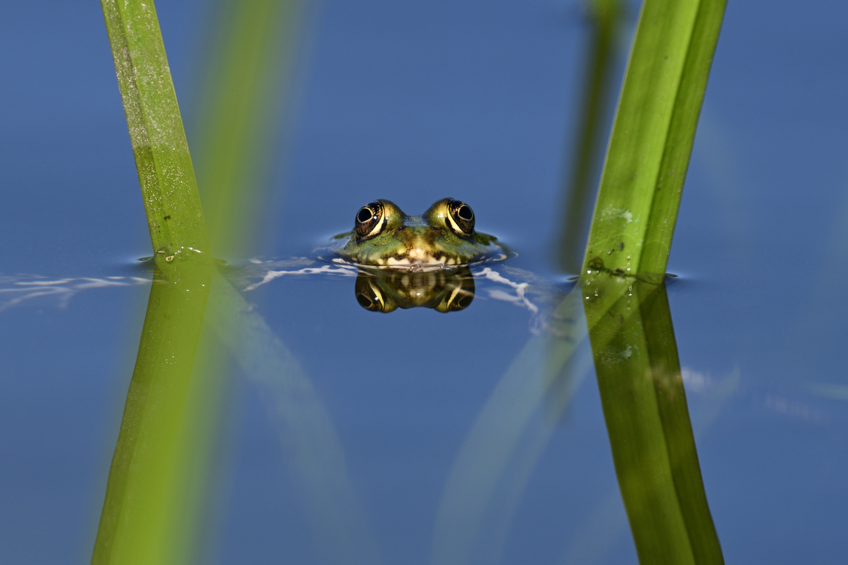 Frosch