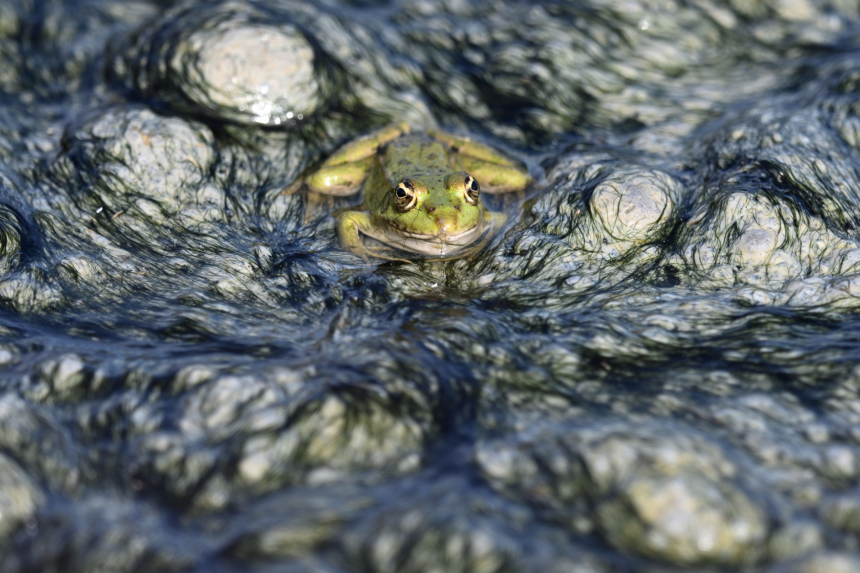 Frosch