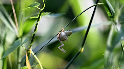 Junger Laubfrosch