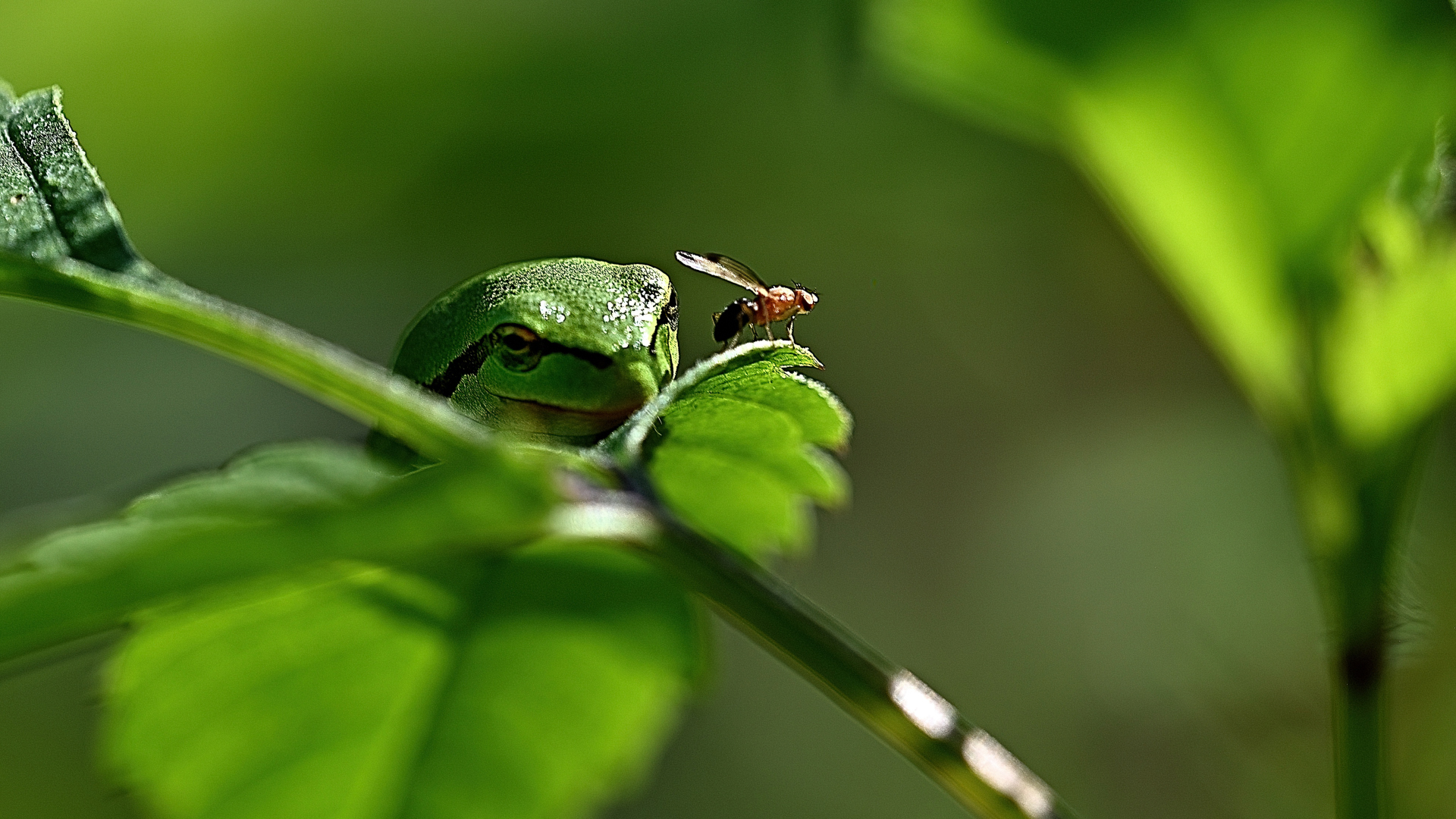 Frosch