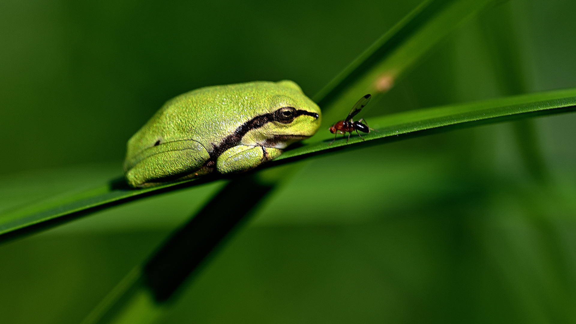 Junger Laubfrosch