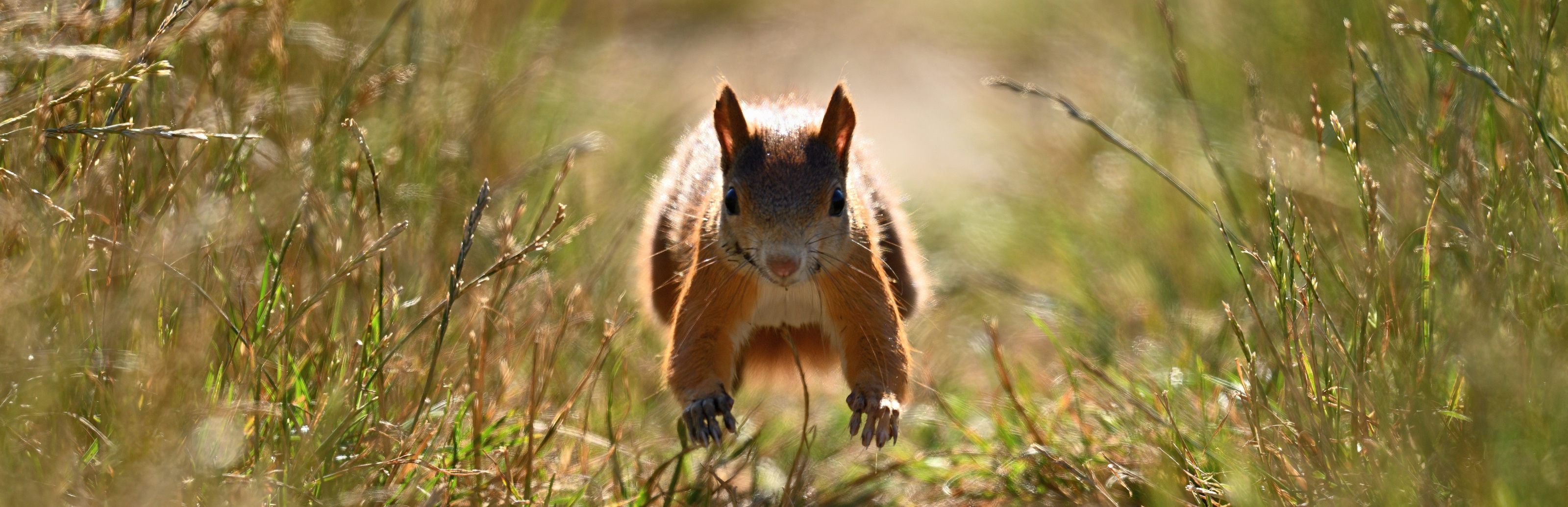 Eichhörnchen