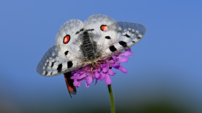 Insekten