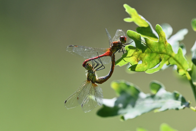 Libelle