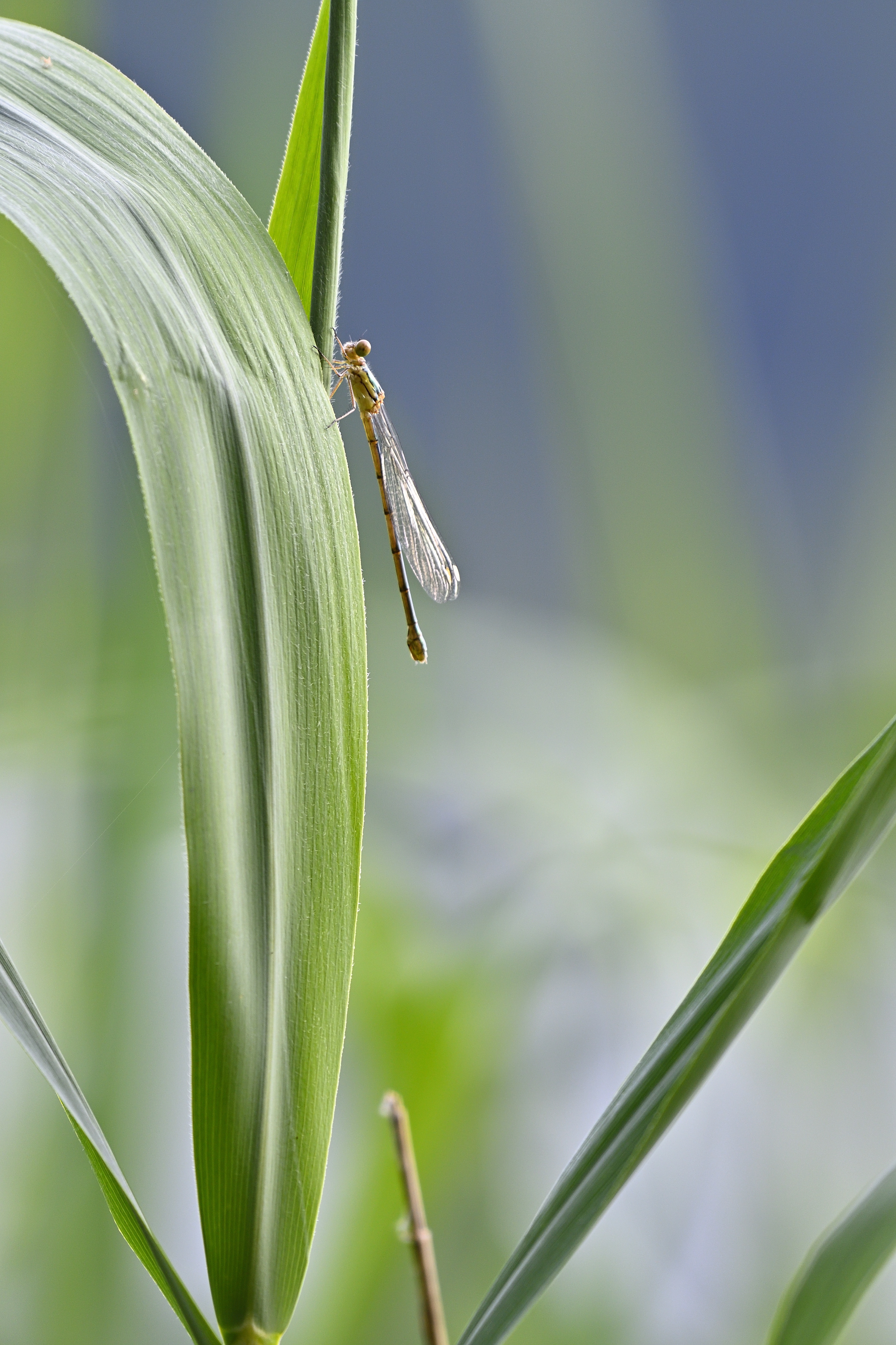 Libelle