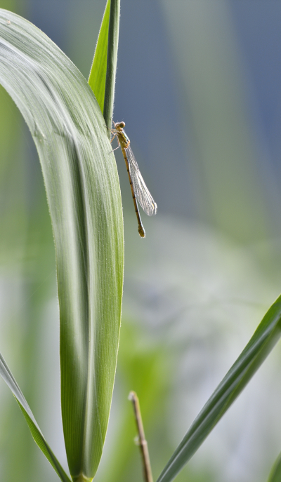 Libelle im Schilf