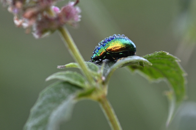 Minzeblattkäfer