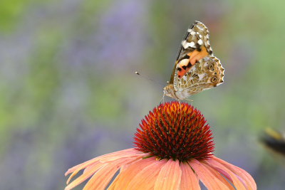 Schmetterling auf Echinaceablüte