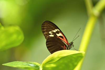 Schmetterling