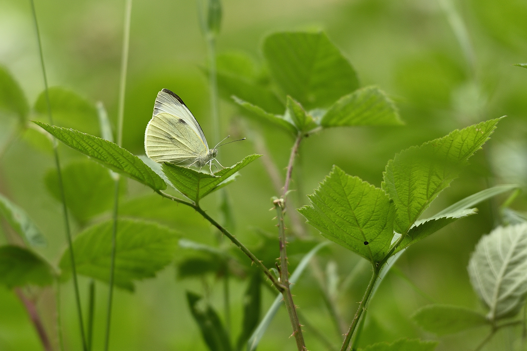 Schmetterling