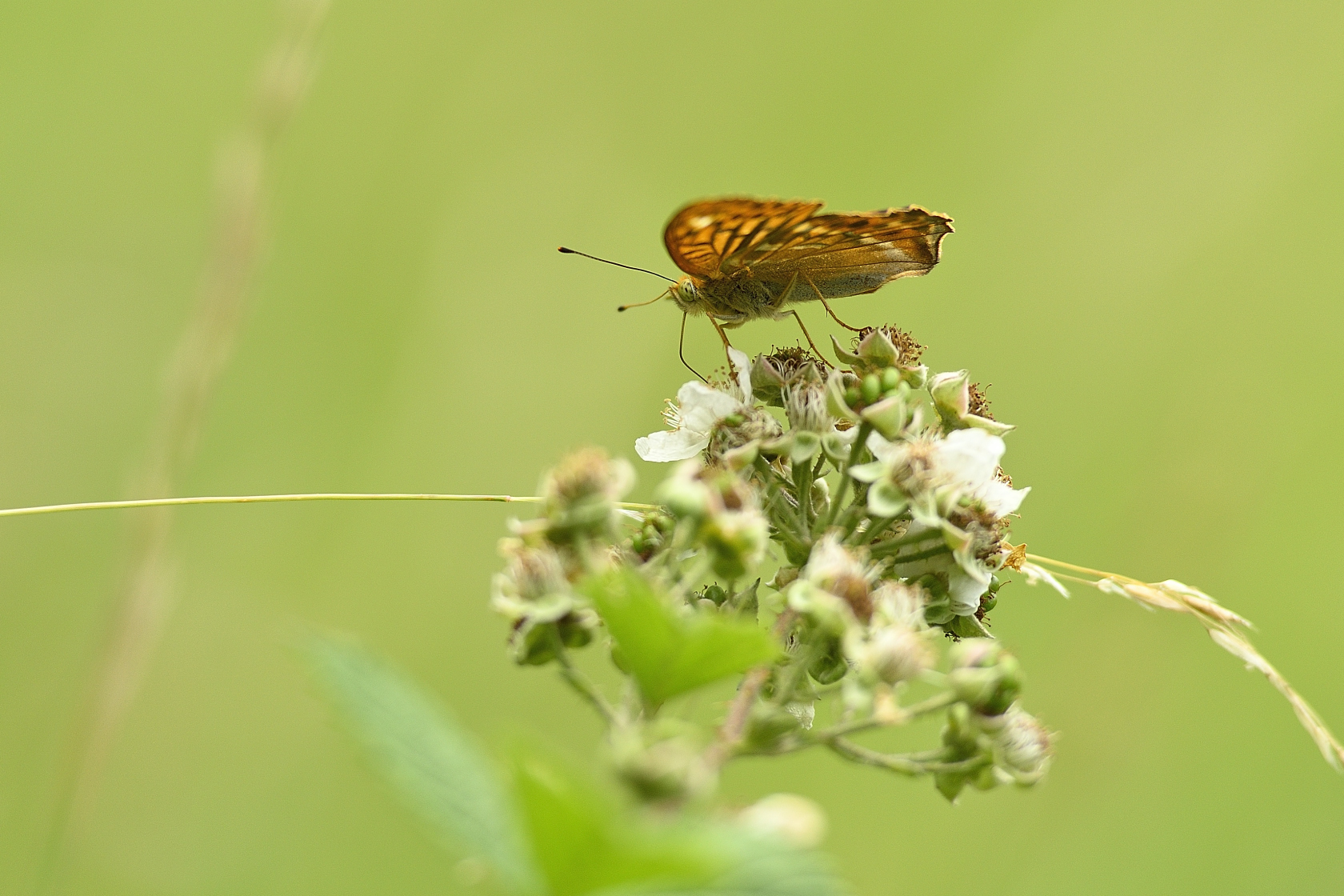 Schmetterling