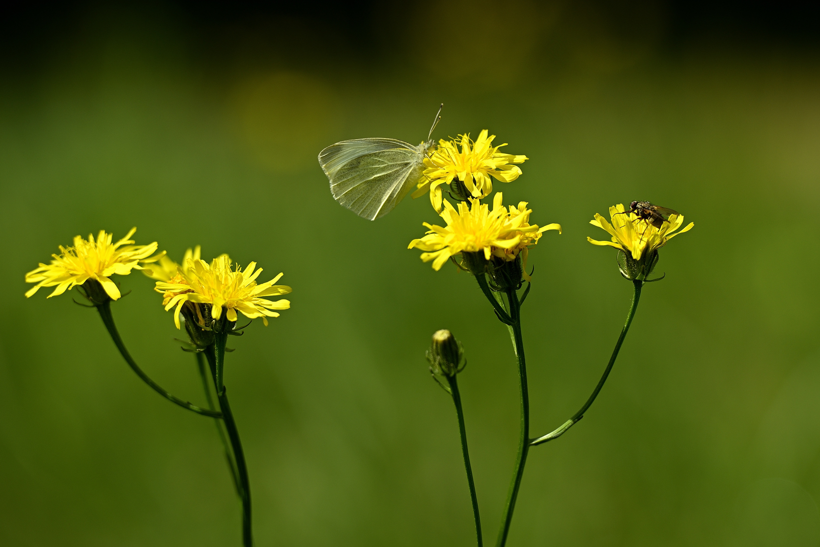 Insekten in Blumenwiese