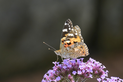 Schmetterling