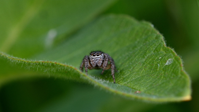 Springspinne