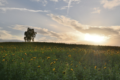 Abendstimmung bei Hausen