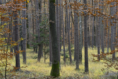 Herbststimmung