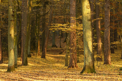 Herbststimmung