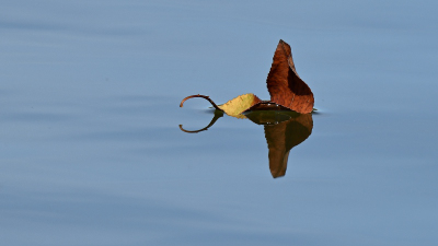 Blatt im Wasser