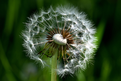 Pusteblume