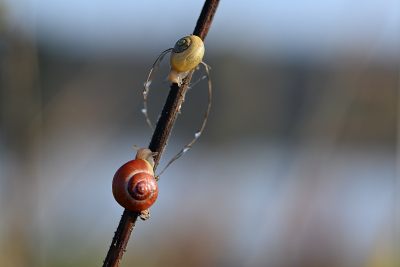 Schnecken