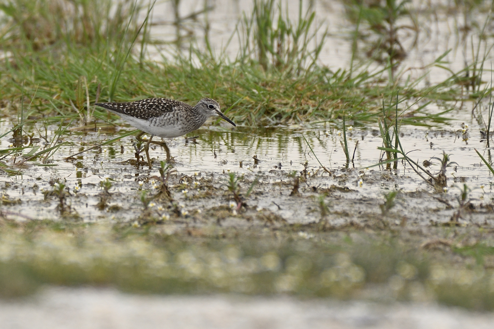 Bruchwasserläufer