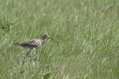 großer Brachvogel