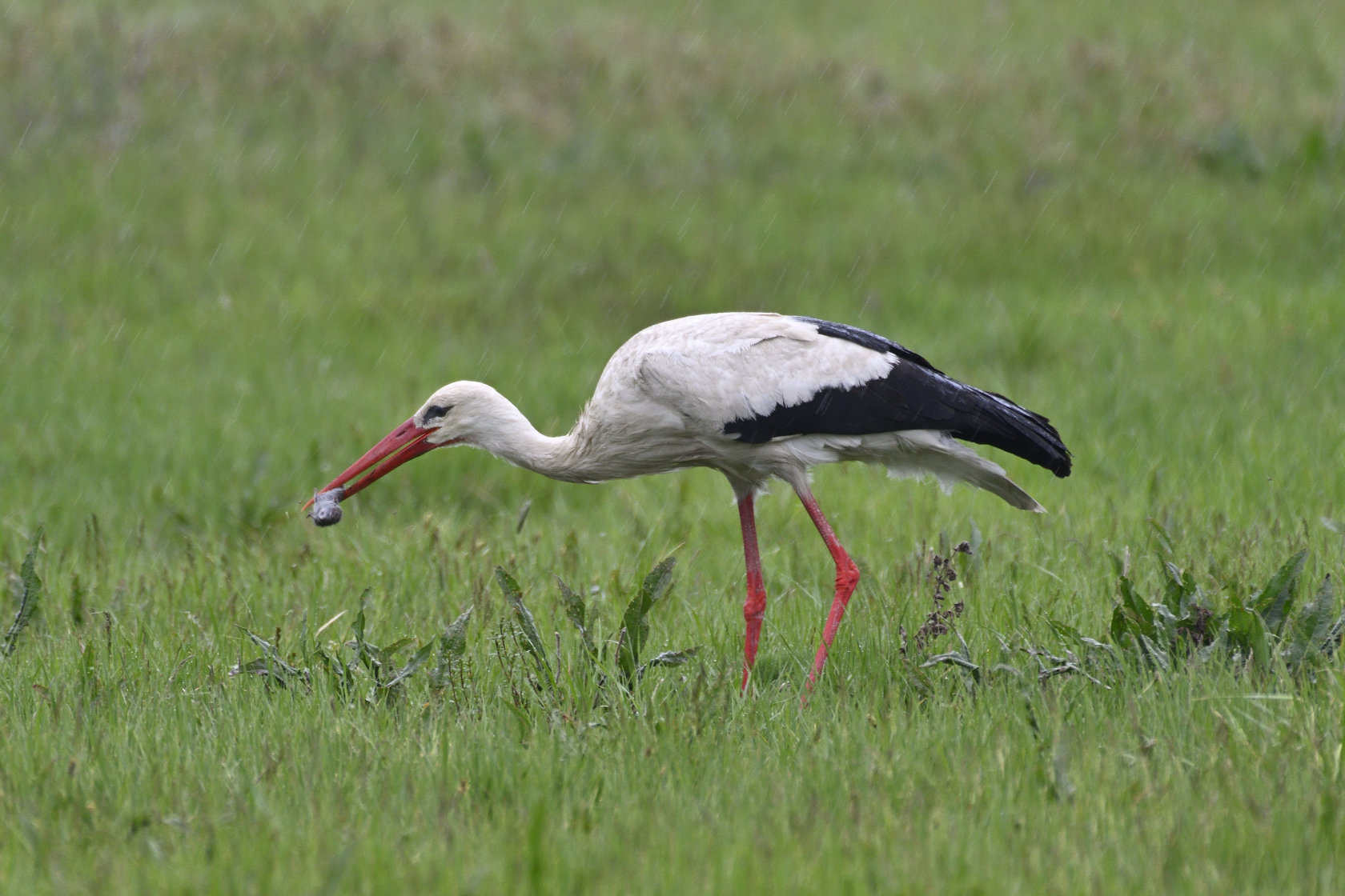 Storch