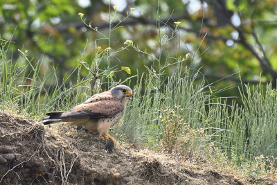 Turmfalke