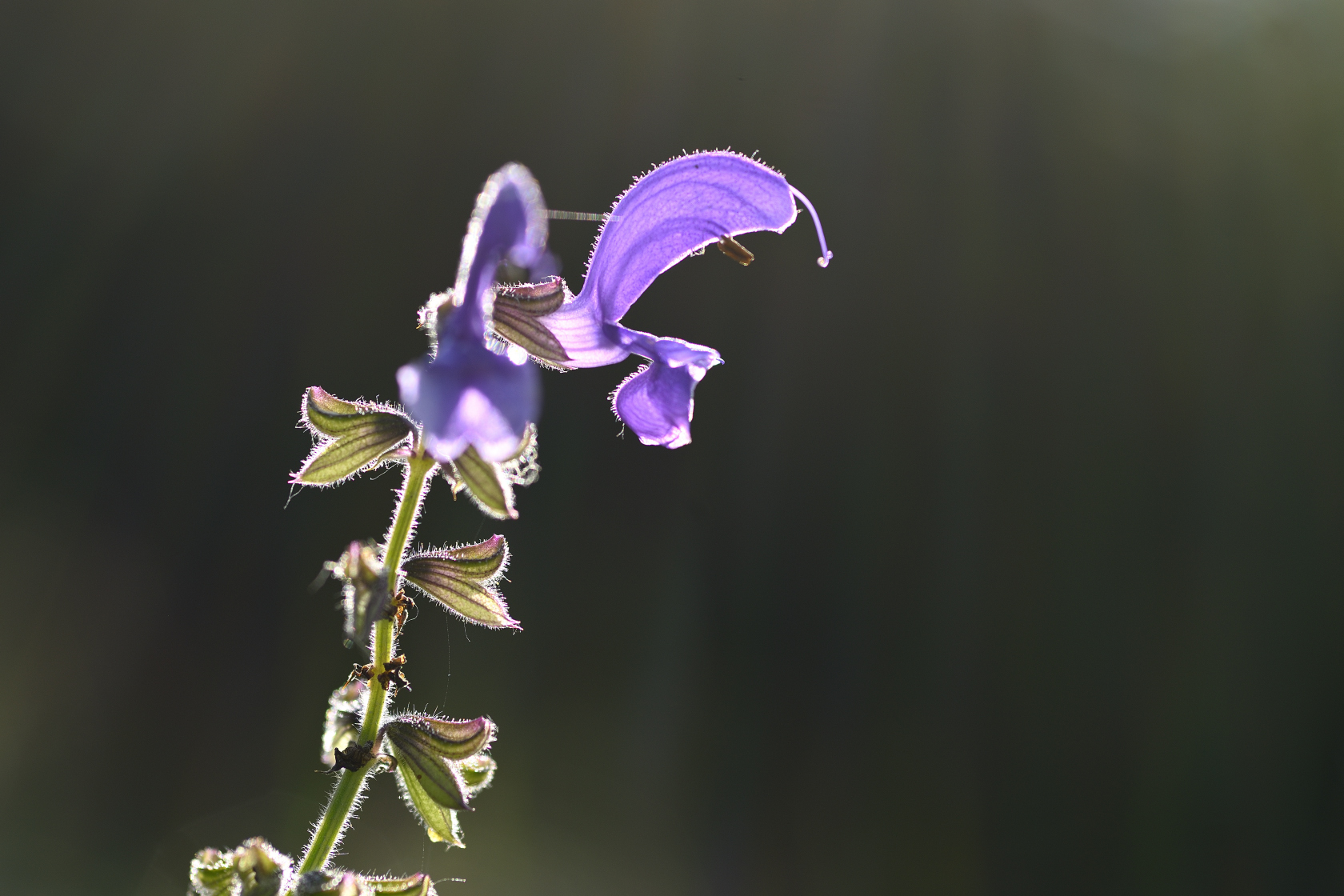 Wiesensalbei