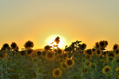 Sonnenblumen im Abendrot