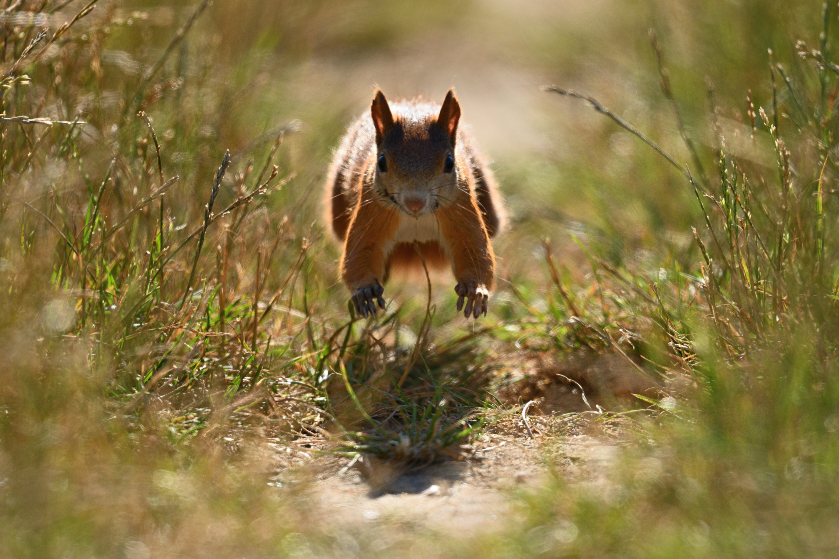 Eichhörnchen