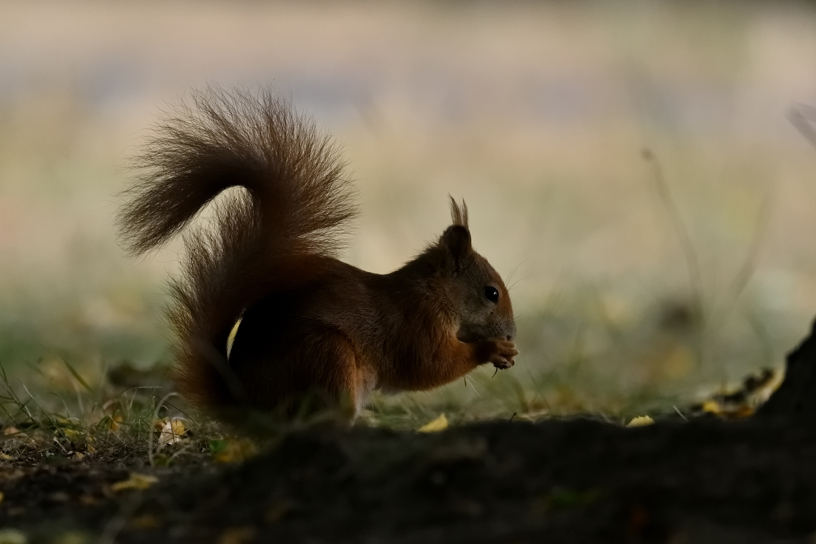 Eichhörnchen