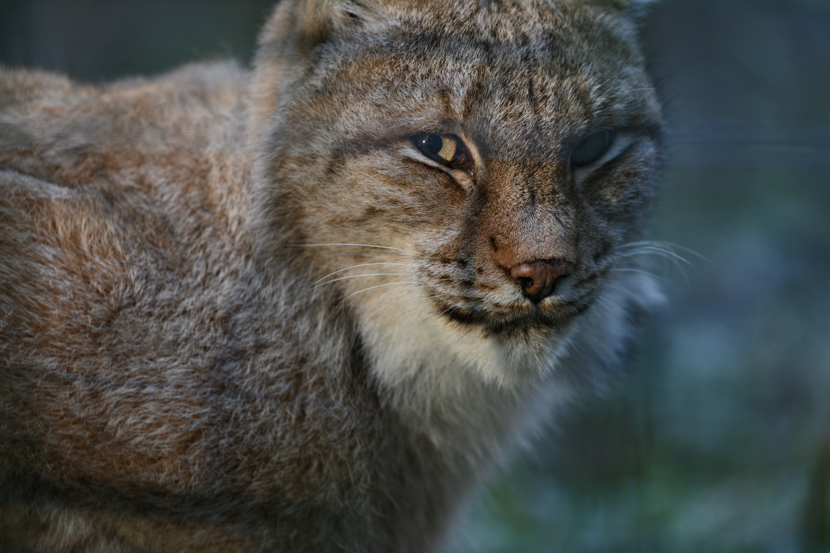 Luchs