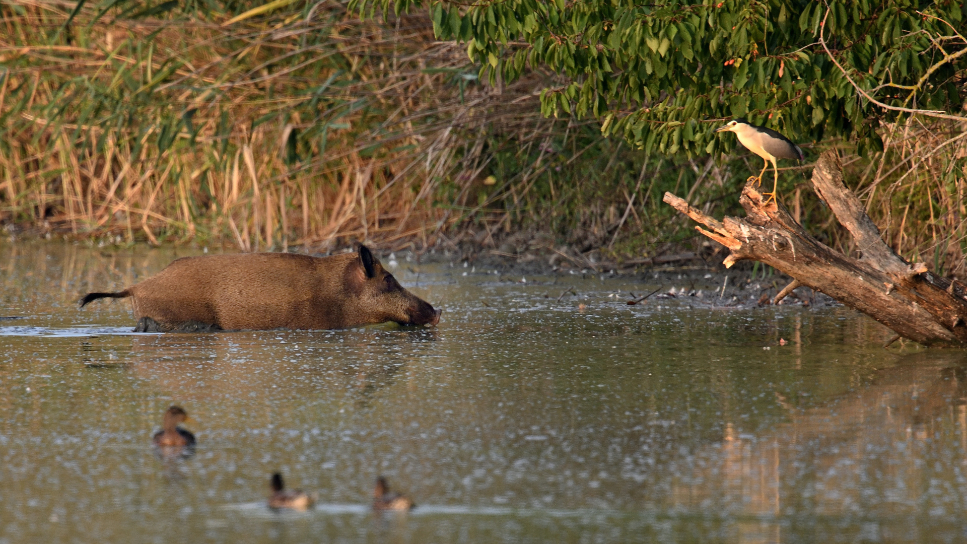 Wildschwein