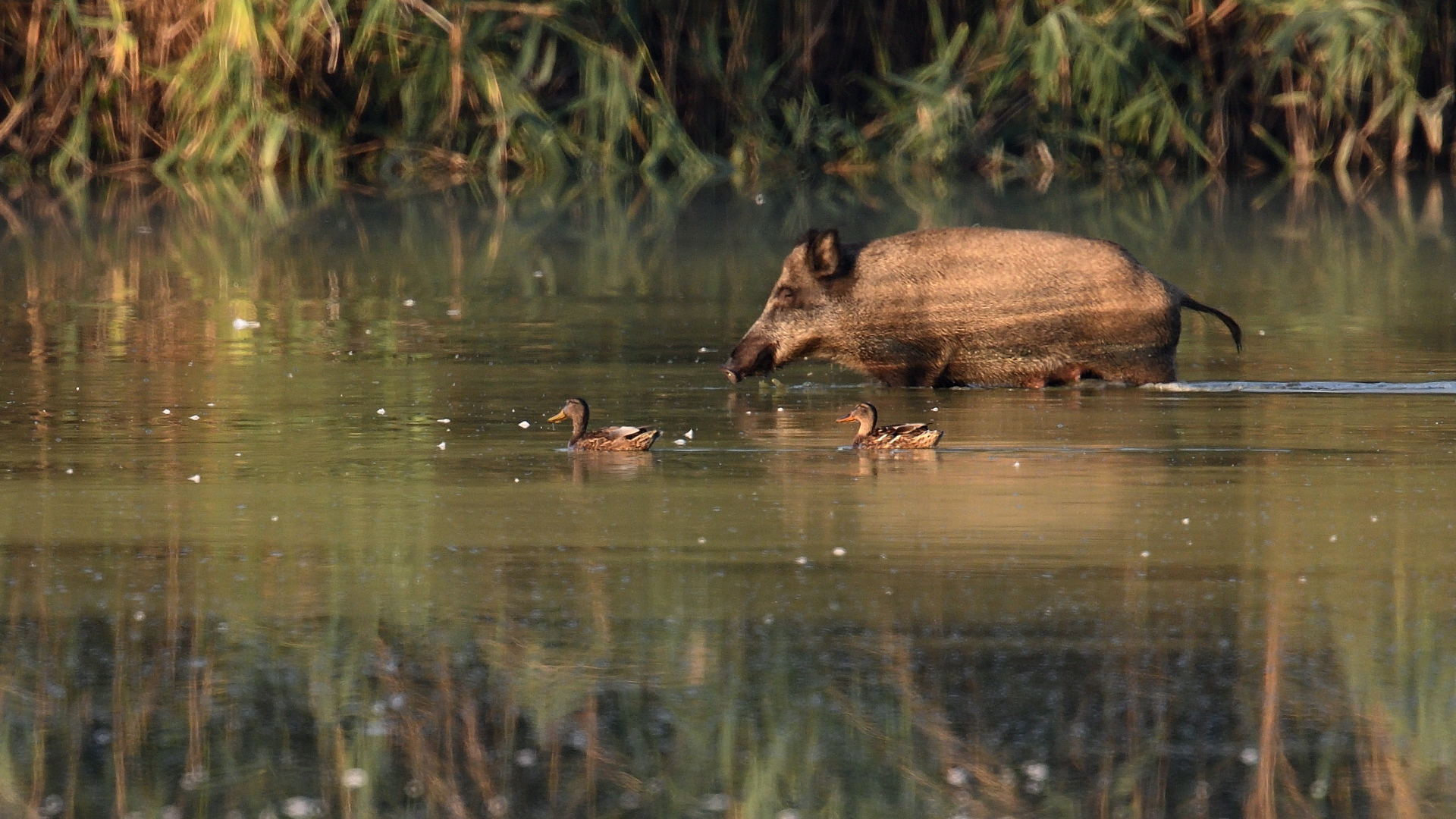 Wildschwein