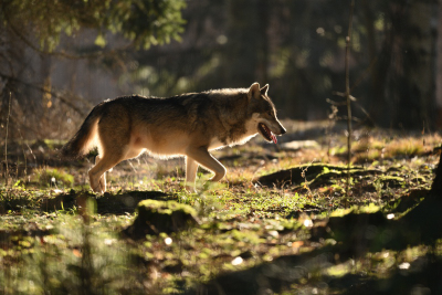 Säugetiere