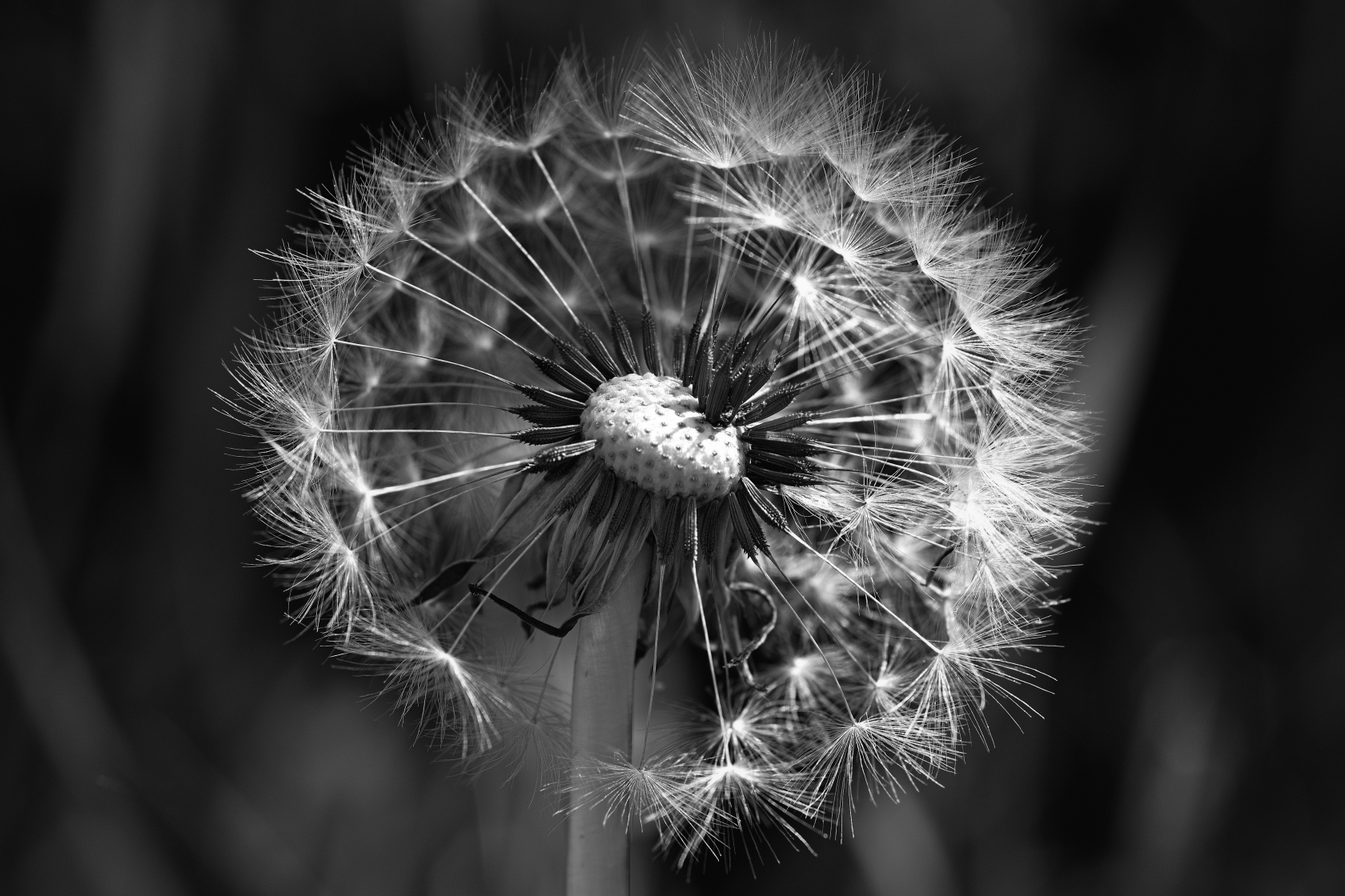 Pusteblume