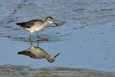 Bruchwasserlaeufer