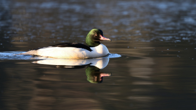 Gänsesäger