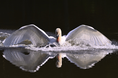 Schwan bei der Landung