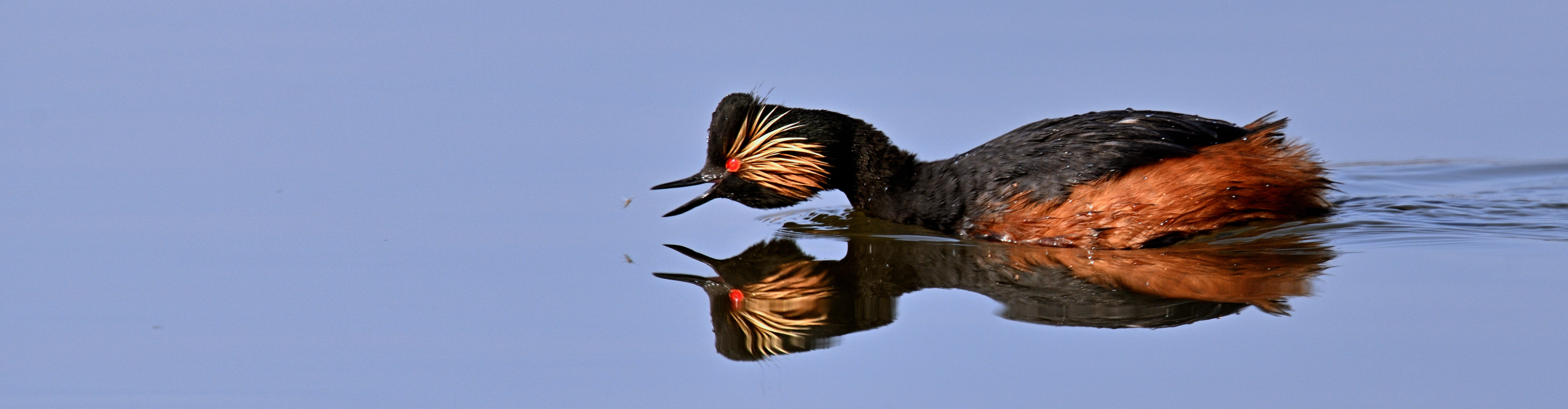 Spiegelungen