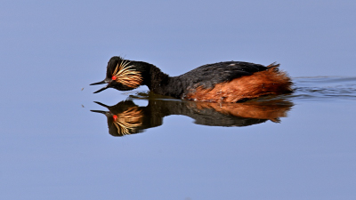 Spiegelungen