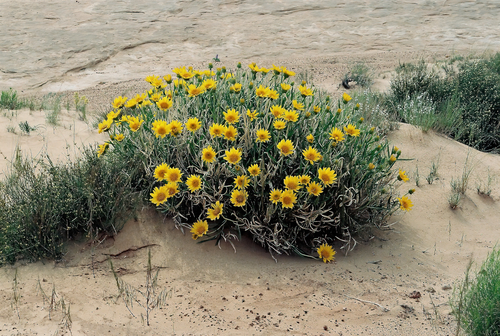 Canyonland