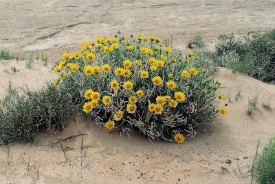 Canyonland