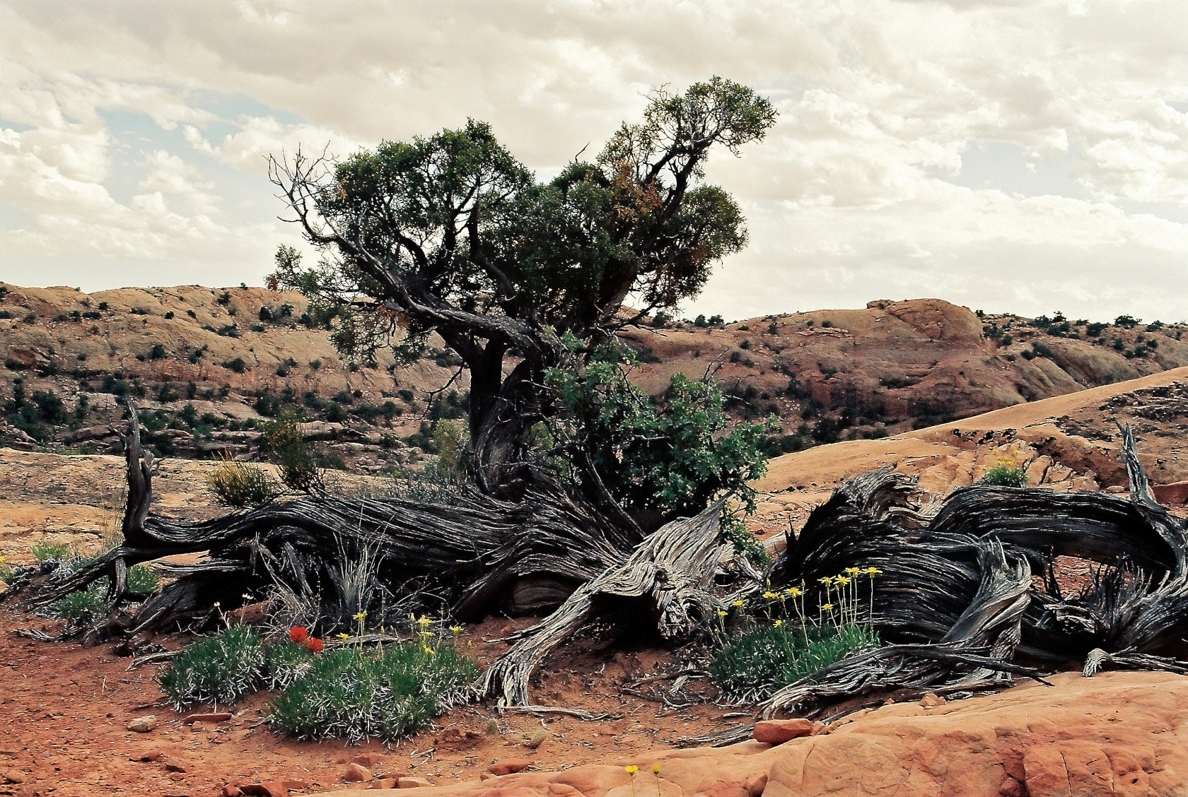 Canyonland